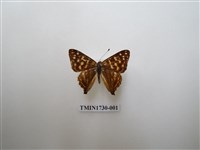 藏品(銀紋尾蜆蝶　中南部亞種)的圖片